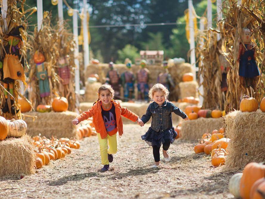 Mojave Narrows Harvest Festival