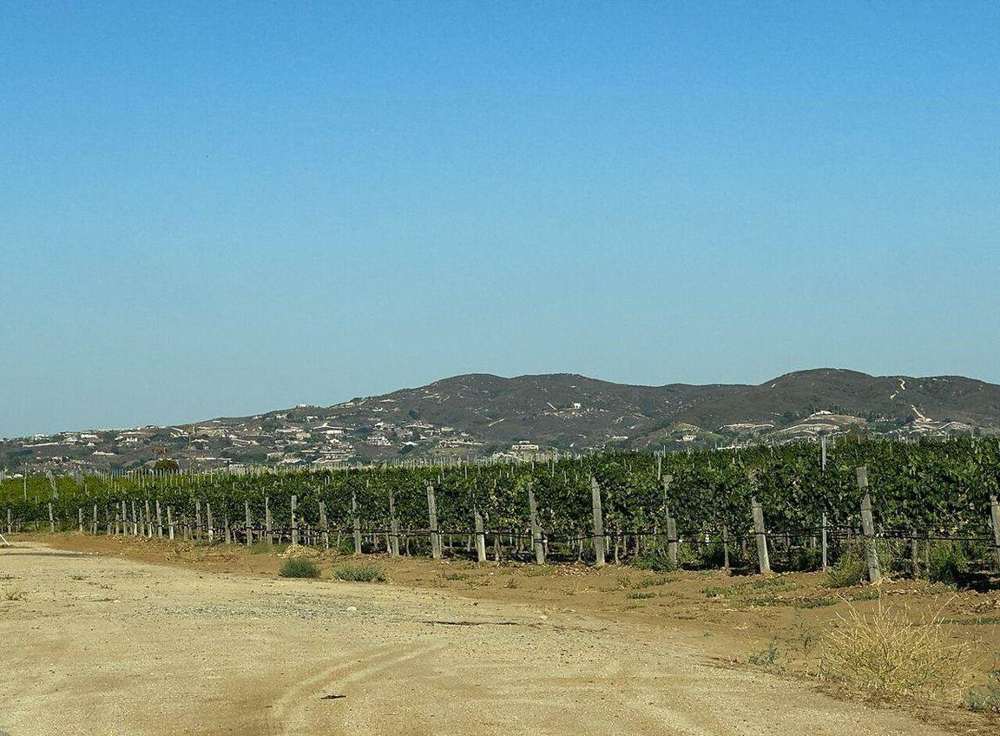 张敬轩 Hins Cheung Pechanga